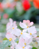 ベゴニア園にて撮影