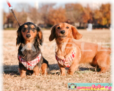 �y�b�g�B�e�T���v��